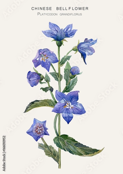 Obraz Botanical illustration of a Chinese bellflower ( Platycodon grandiflorus ). Watercolor drawing.