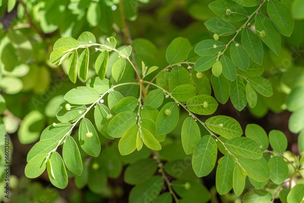 Fototapeta Closeup of green leafy branches of Phyllanthus niruri, or wind plant, against a natural background. Selective focus in a field during daytime. A widespread tropical plant. Stonebreaker tea.
