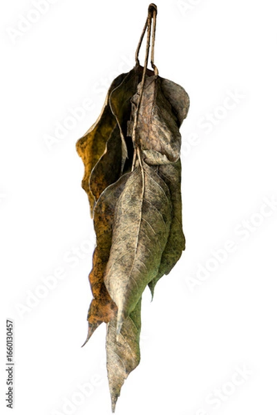 Fototapeta branch with dried leaves of the plant, pigmented leaf, focused on the foreground and blurred background. isolated on a transparent background