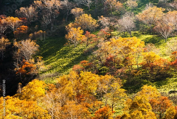 Fototapeta 北海道・日勝峠の秋