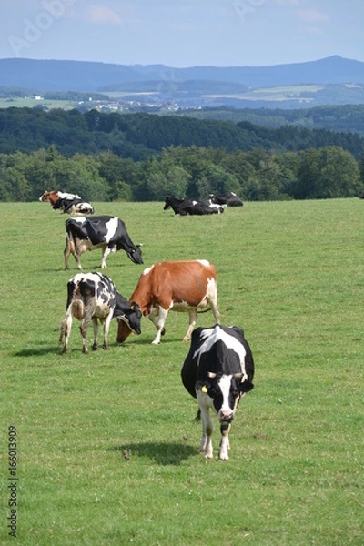 Fototapeta Eifel in Germany with cows