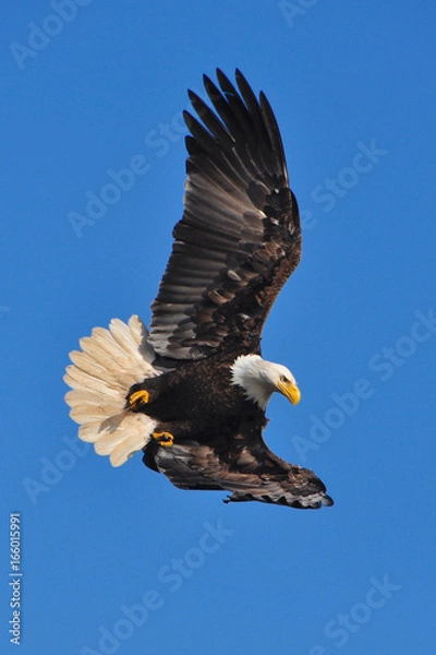 Fototapeta bald eagle flying