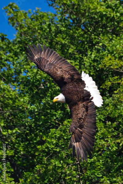 Fototapeta bald eagle flying