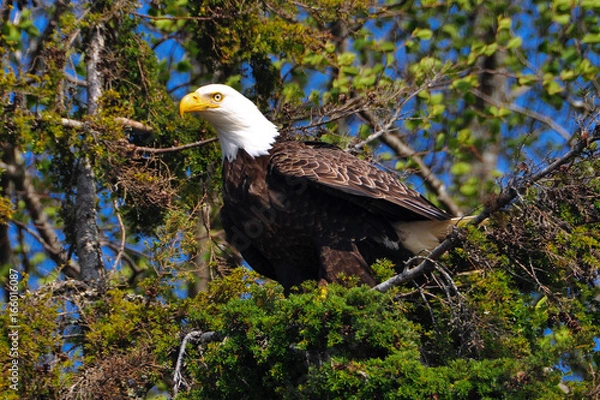 Fototapeta bald eagle in tree