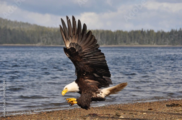 Fototapeta bald eagle hunting