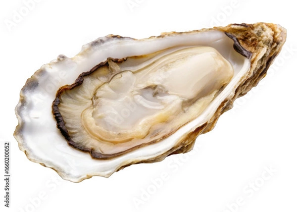 Fototapeta Oyster isolated on a transparent background.
