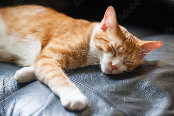 Obraz cat sleeping on chair