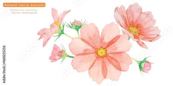 Fototapeta 水彩で描いたコスモスのベクターイラスト