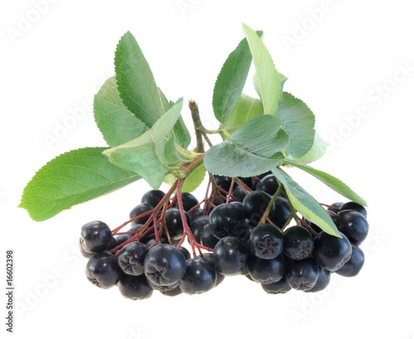 Obraz Aronia  Black Chokeberry