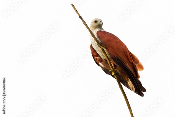 Obraz Hawk, A red-backed sea-eagle is seeking on the branch isolated on white background. With copy space and clipping path