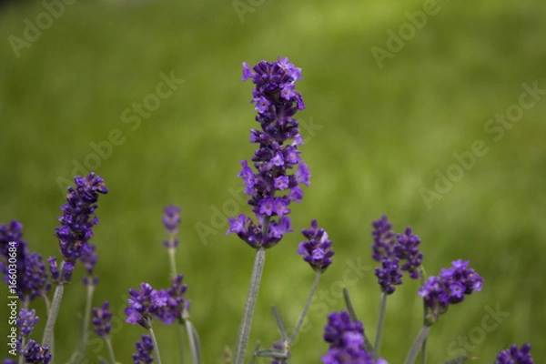 Fototapeta Lavender