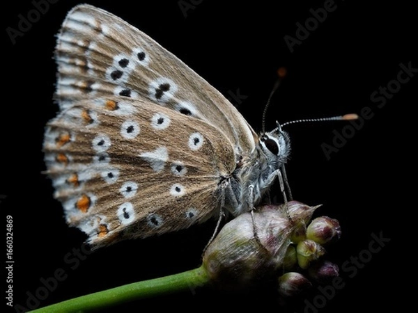 Fototapeta Grau-Blauer-Bläuling