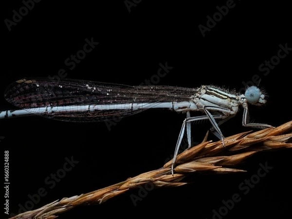 Fototapeta Libelle mit Tau