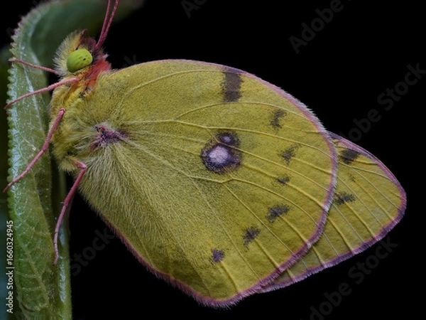 Fototapeta Colias sp.