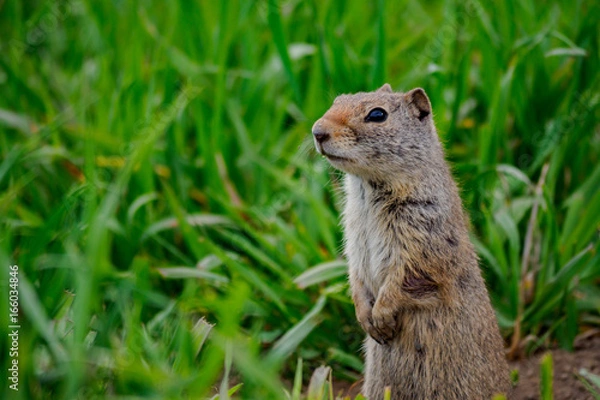 Obraz Prairie Dog