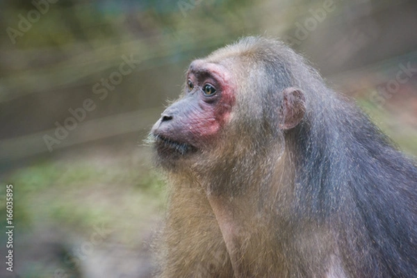 Obraz A sad looking monkey