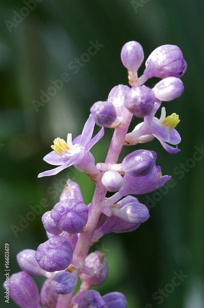 Obraz ヤブランの花