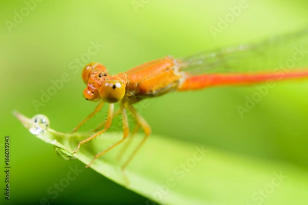 Obraz ベニイトトンボ