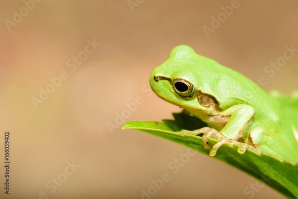 Obraz ニホンアマガエル