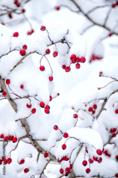Fototapeta Hawthorn berries under snow