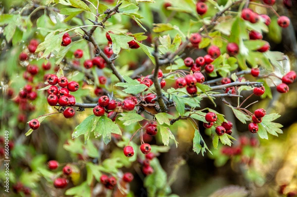 Fototapeta Hawthorn berries