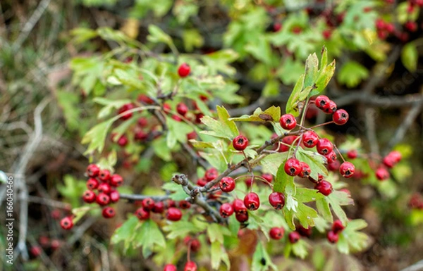 Fototapeta Hawthorn berries