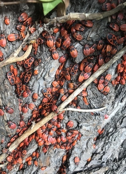 Obraz Feuerwanzen bei der Paarung am Baum