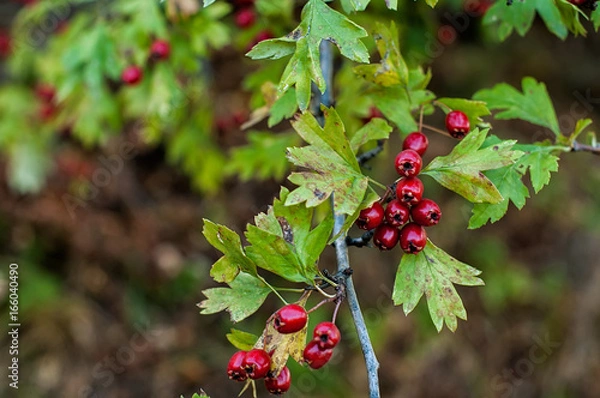 Fototapeta Hawthorn berries