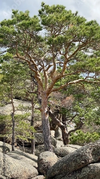 Fototapeta tree in the forest