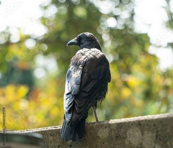 Fototapeta Close-up photo of a raven standing backwards against a pleasant bokeh background
