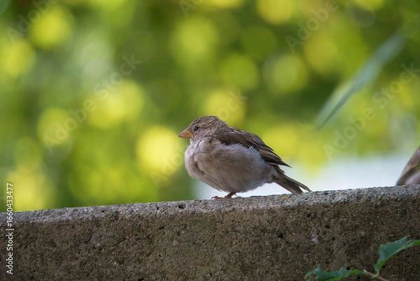 Fototapeta A close-up photo of a sparrow with nice bokeh in the background.