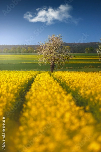 Obraz Rzepak- Góra św. anny