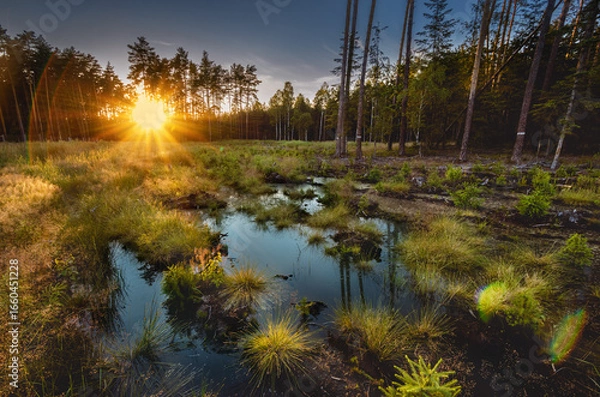Obraz Kalety - Las - Miasteczko Śląskie