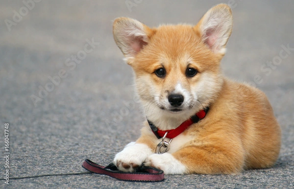 Fototapeta Corgi puppy