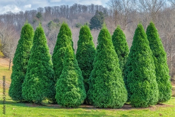 Fototapeta Rows of coniferous trees in a landscaped area.