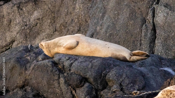 Obraz sea lion sleeping