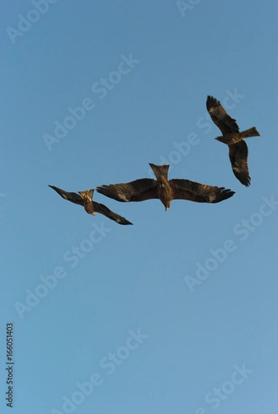 Obraz 獲物を狙うトビ