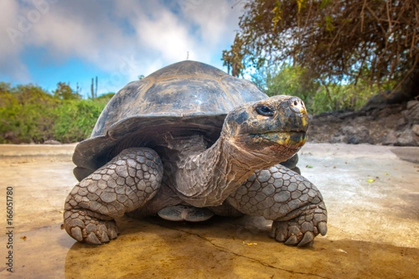 Fototapeta Wyspy galapagos. Żółw Galapagos. Duży żółw. Ekwador.