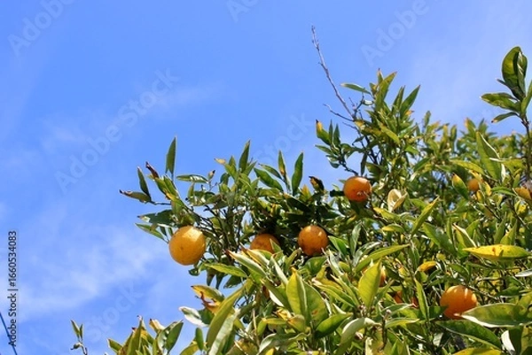 Obraz oranges on tree
