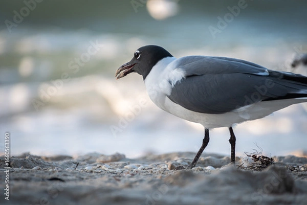 Fototapeta Close-up shot of a beautiful black-headed gull posing at the seashore. Chroicocephalus ridibundus