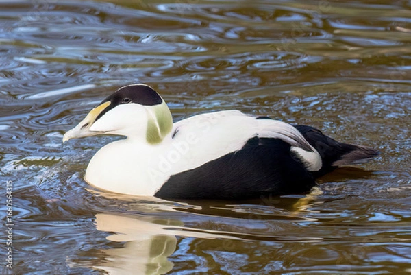 Obraz Eider Duck Swimming