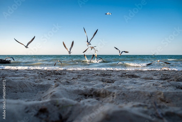 Fototapeta A flock of seagulls taking flight at the seashore. Concept of freedom, beginnings.
