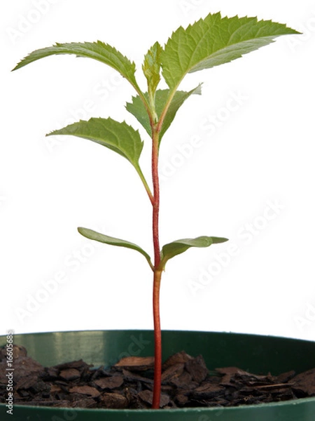 Obraz Apple seedling