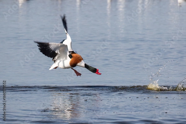Obraz Shelduck Attacking