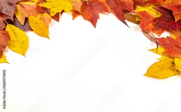 Fototapeta A frame on a white background of colorful autumn leaves.