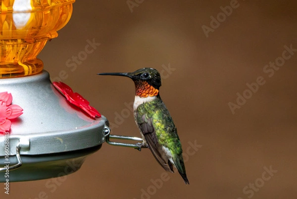 Obraz Male Ruby Throated Hummingbird on an orange feeder.