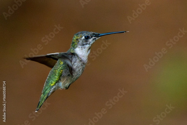 Obraz hummingbird in flight