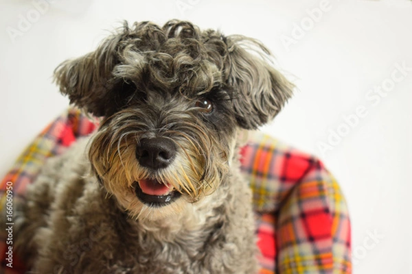 Obraz シュナウザーのベッド