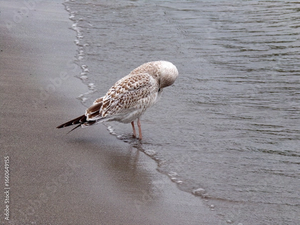 Obraz Seagull on lake's beach