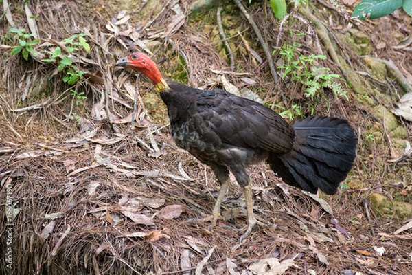 Fototapeta Australian brush-turkey on forest floor